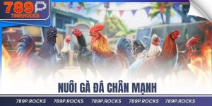 Cách nuôi gà đá chân mạnh