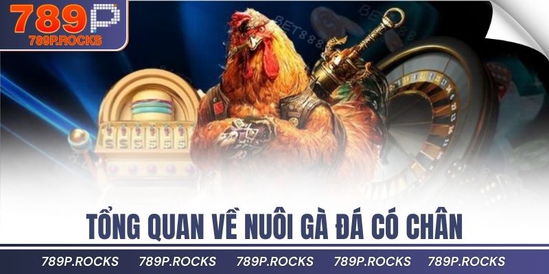 Tổng quan về nuôi gà đá có chân